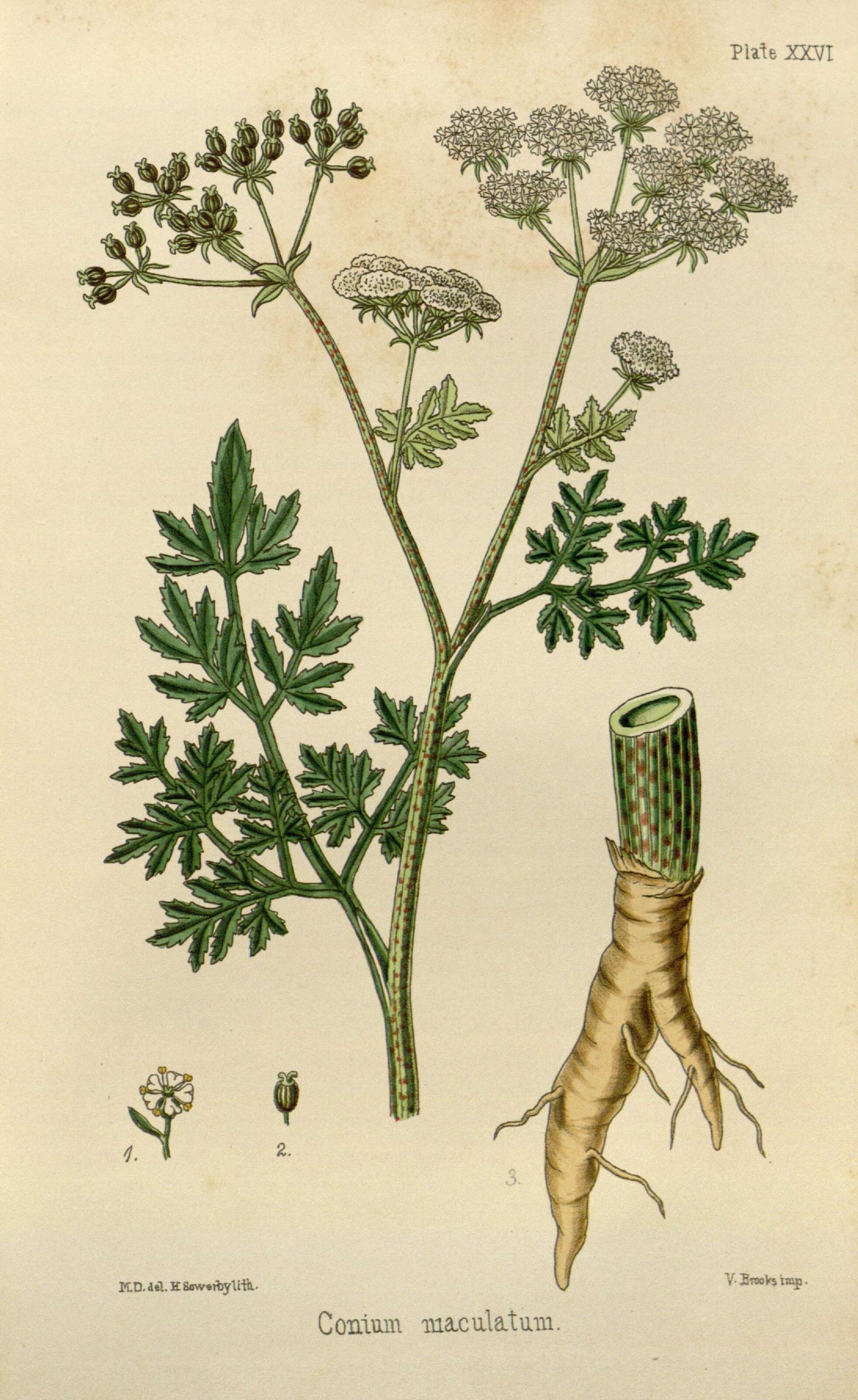 Image of poison hemlock