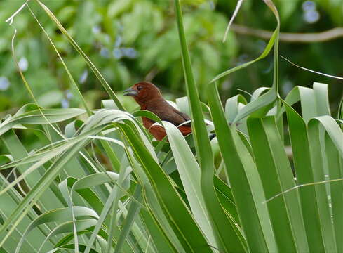 Image of Silver-beaked Tanager