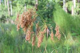 Imagem de Scirpus cyperinus (L.) Kunth