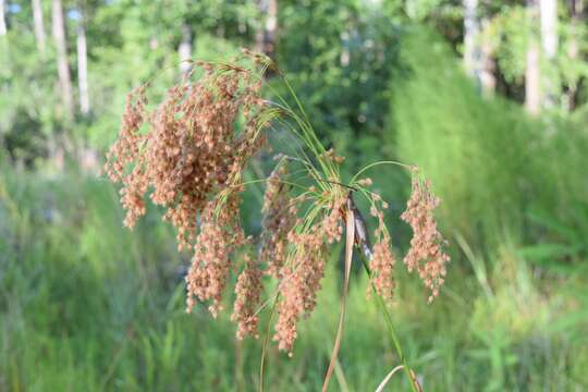 Imagem de Scirpus cyperinus (L.) Kunth