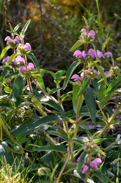 Слика од Phlomis herba-venti L.