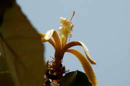 Image of Pterospermum acerifolium (L.) Willd.