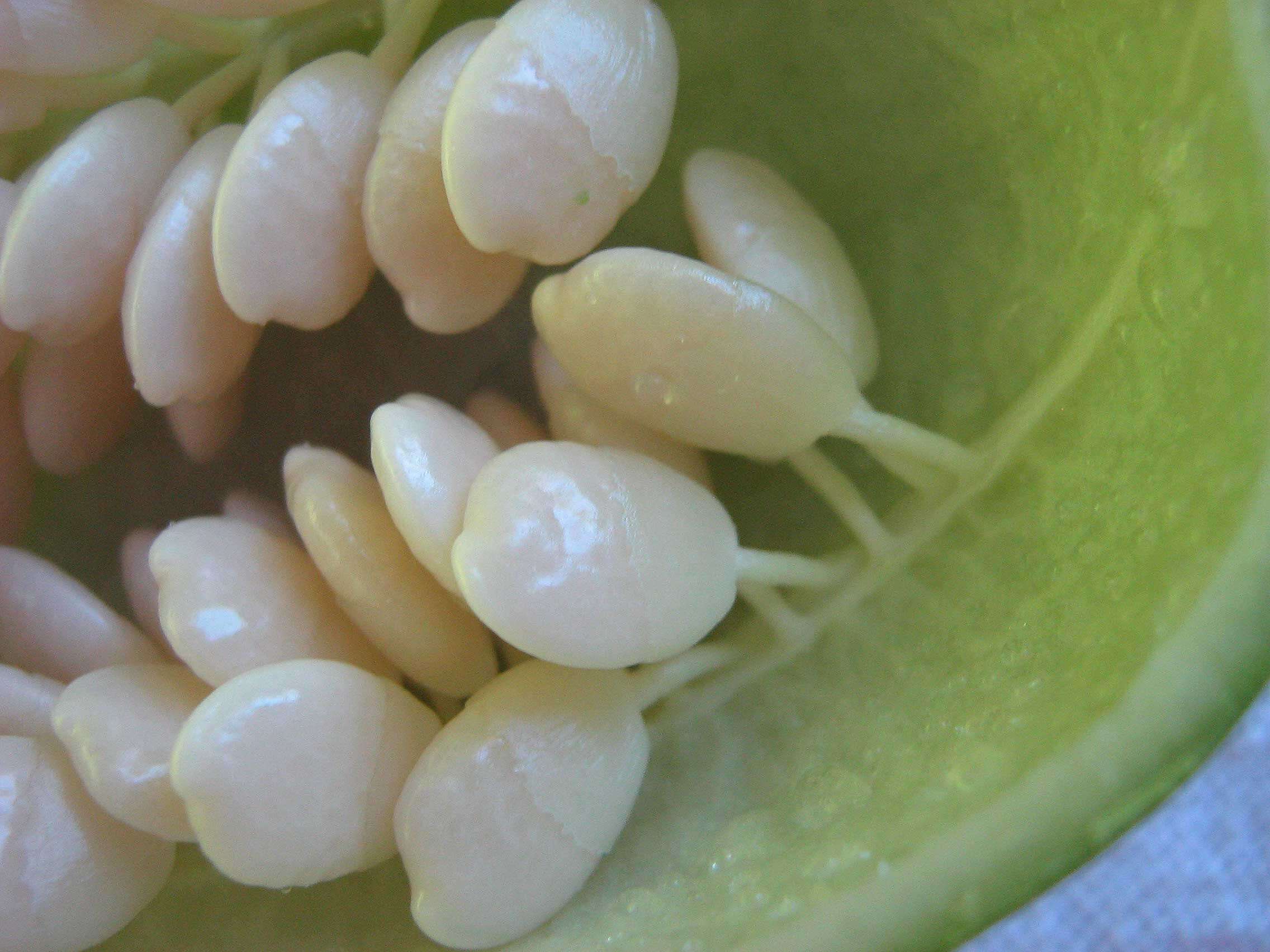 Sivun Passiflora contracta Vitta kuva