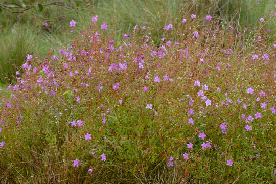 Image of Rhynchanthera novemnervia DC.