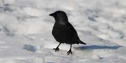 Image of Jackdaws