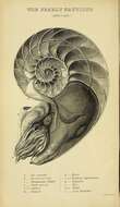 Image of nautiluses