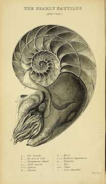 Image of chambered nautilus