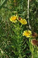 Inula multicaulis Fisch. & C. A. Mey. resmi