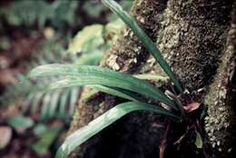 Sivun Asplenium simplicifrons F. Muell. kuva