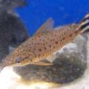 Image of Flagtail catfish