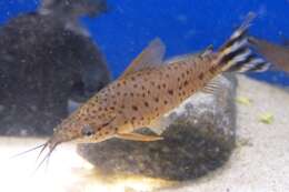 Image of callichthyid armored catfishes