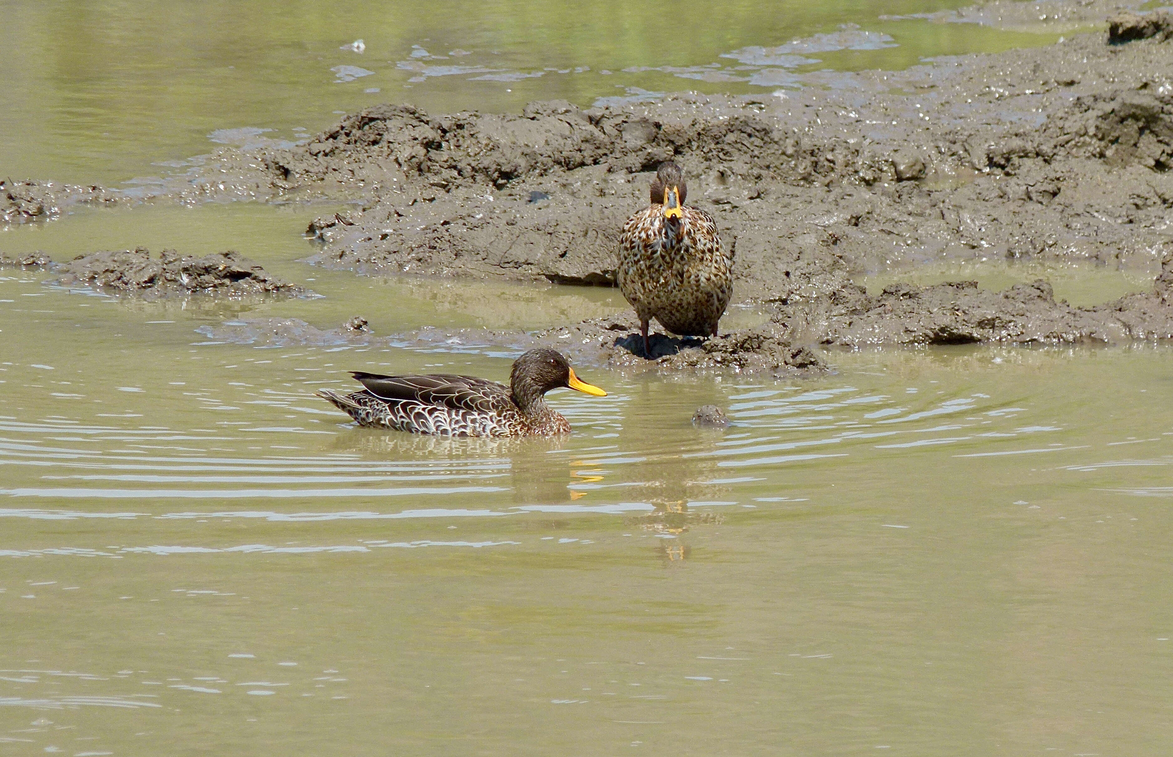 Image of Yellow-billed Duck