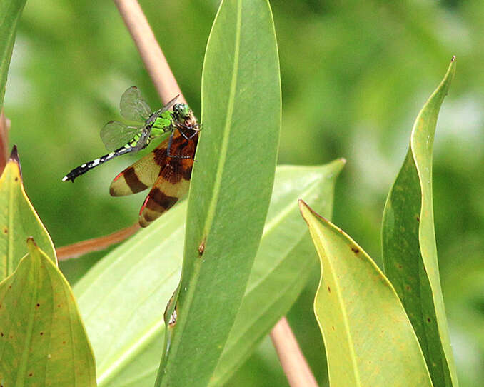 Image of Eastern Pondhawk