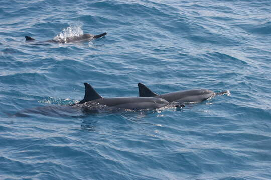 Image of Long-beaked Dolphin