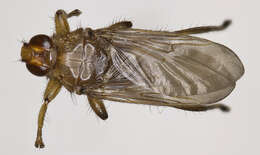 Image of louse flies