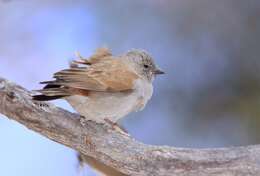 Image of Cape Sparrow