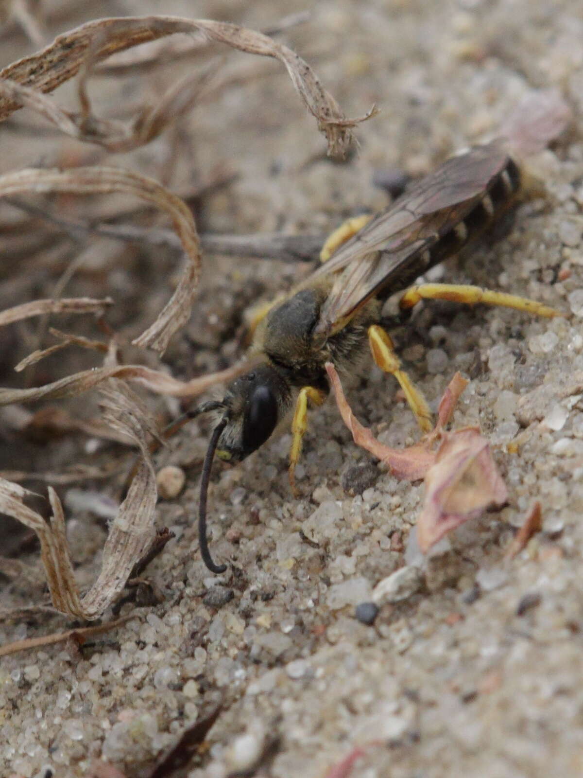 Image of Halictus Latreille 1804