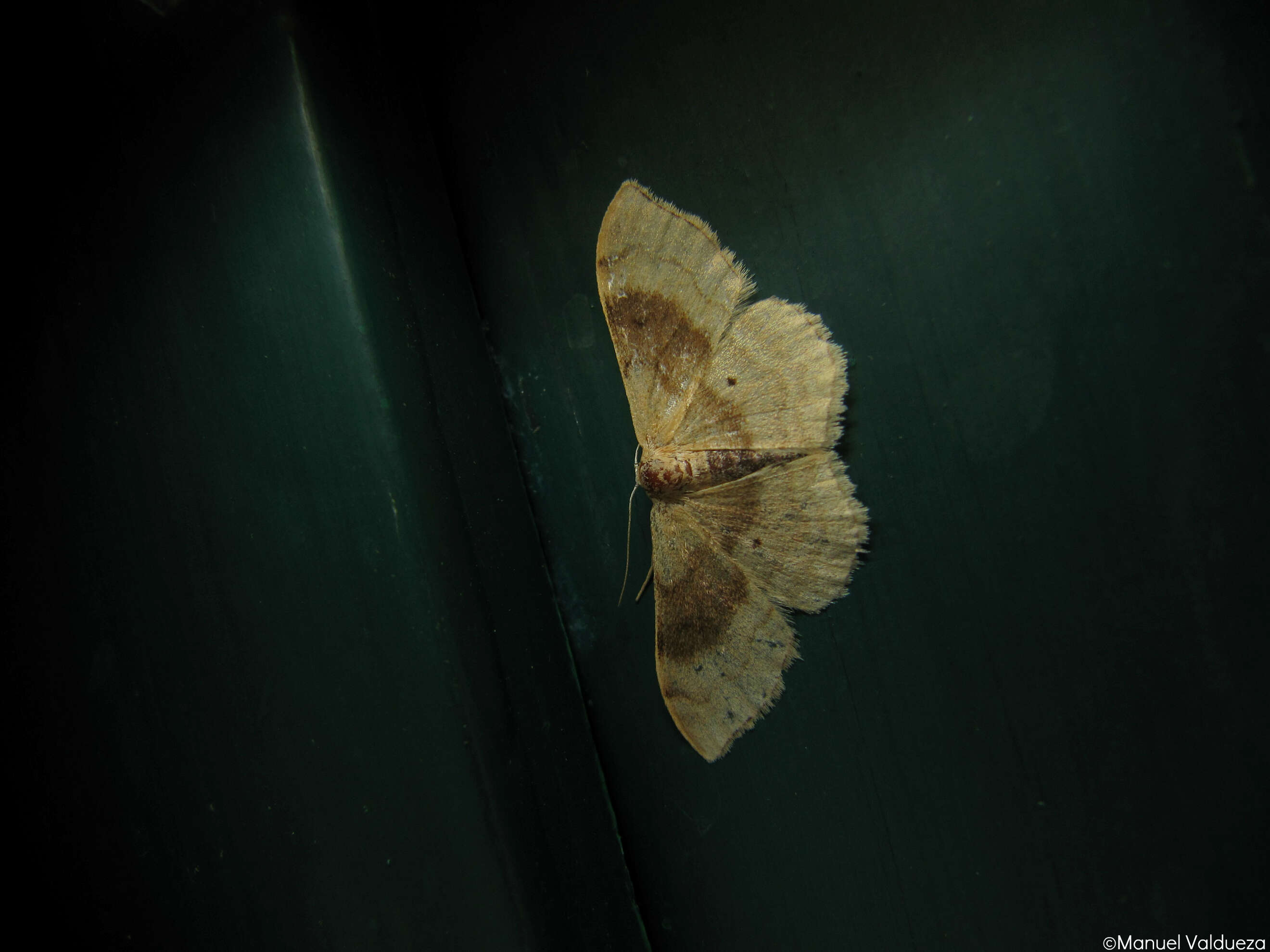 Image of Idaea degeneraria Hübner 1798