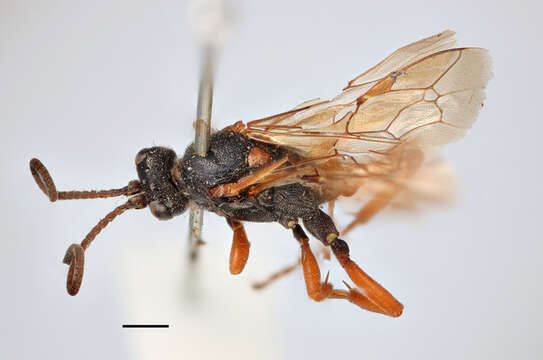 Image of Ichneumon