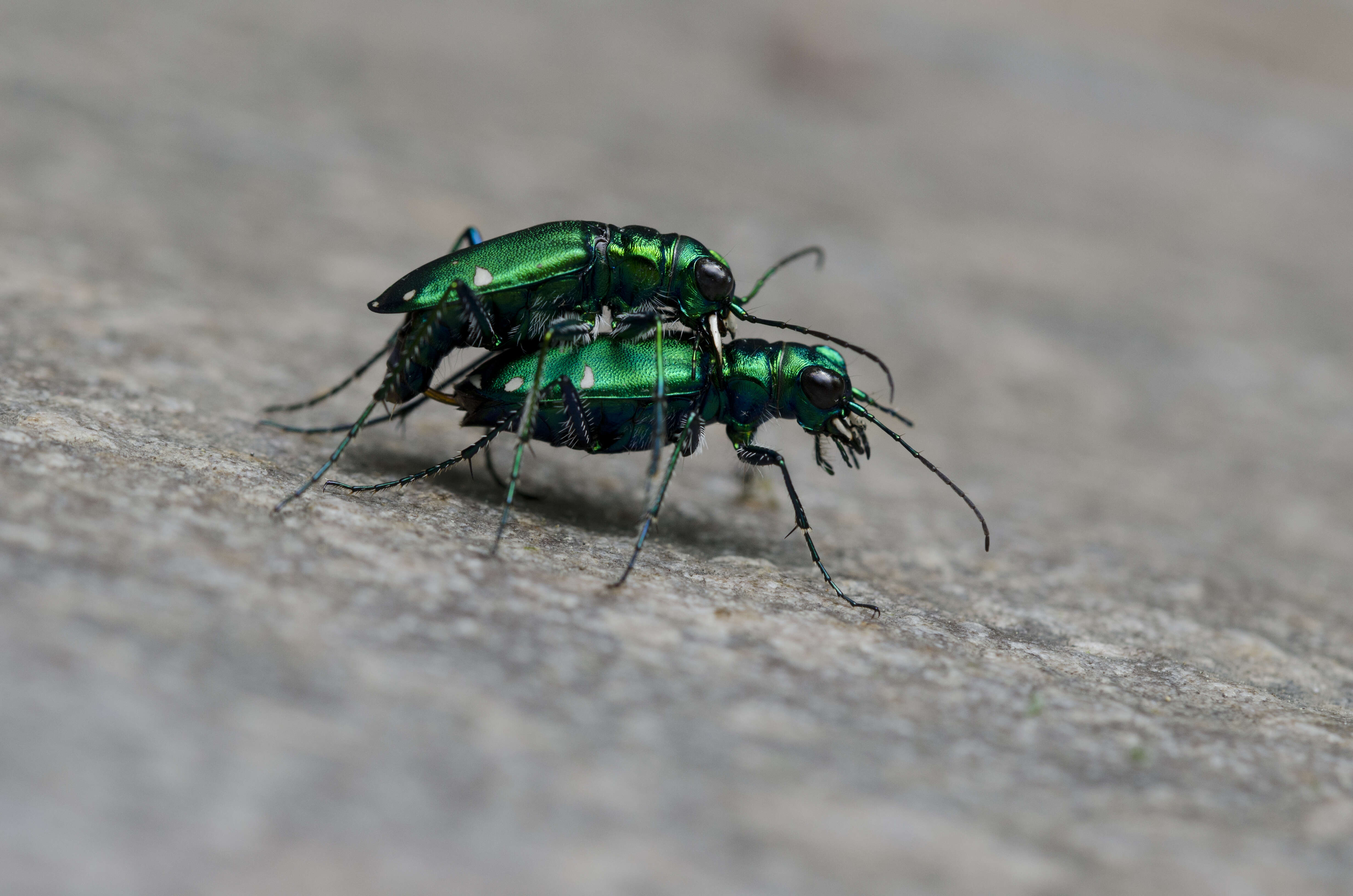 Imagem de Cicindela (Cicindela) sexguttata Fabricius 1775