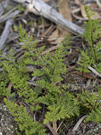 Image of Cheilanthes austrotenuifolia H. M. Quirk & T. C. Chambers