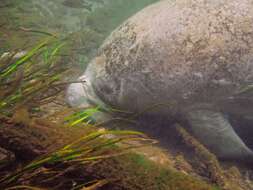 Image of manatees