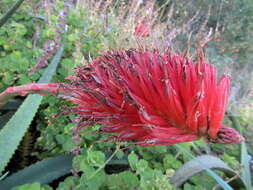 Image of Aloe ribauensis T. A. McCoy, Rulkens & O. J. Baptista