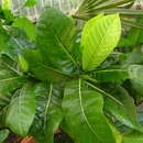 Image of Remy's Gardenia