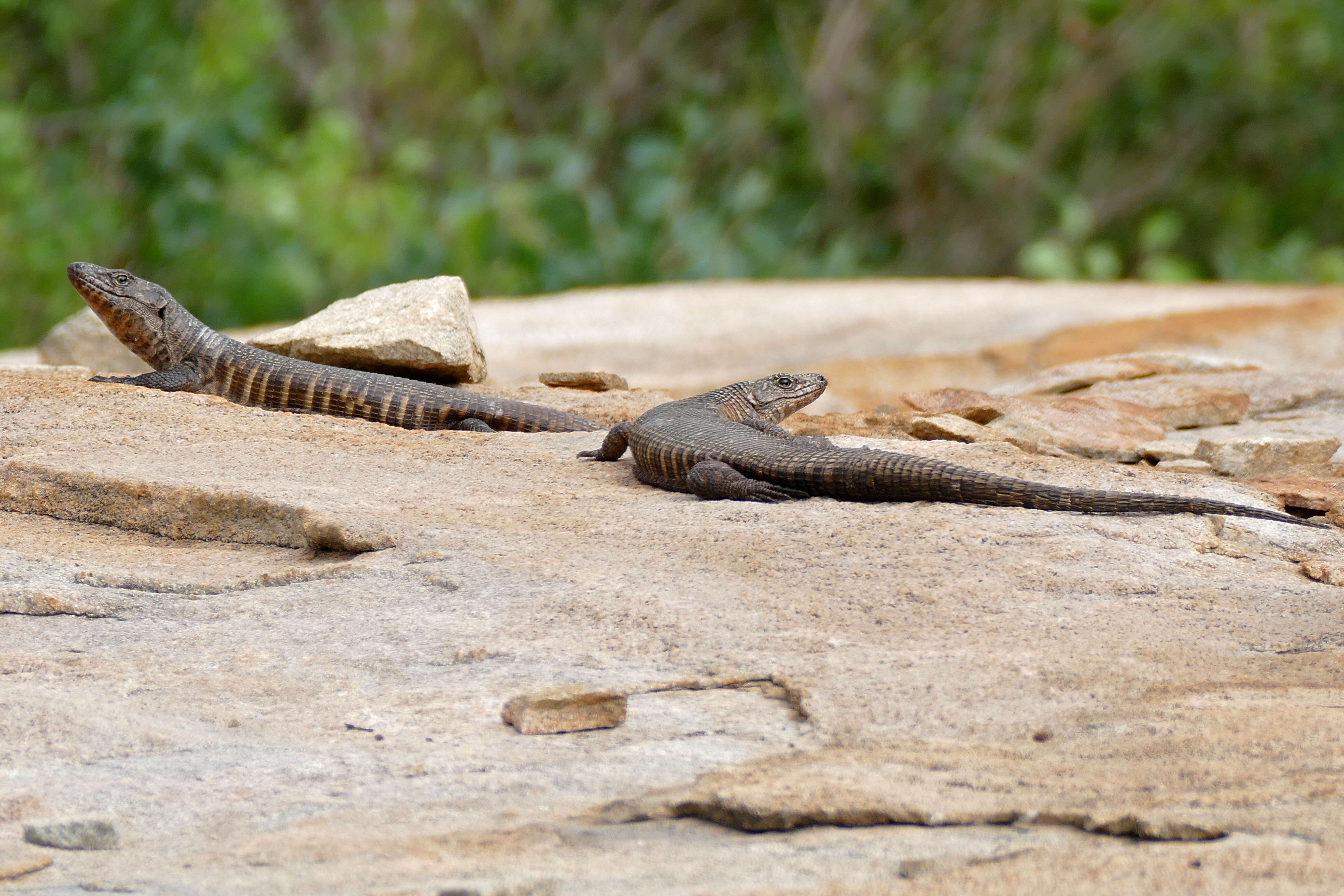 Image of Matobosaurus