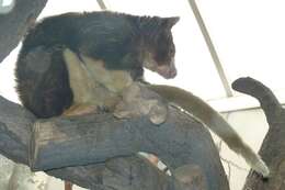 Image of Tree-kangaroo