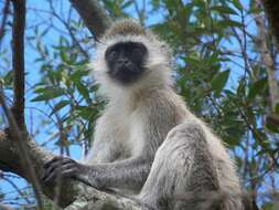 Image of vervet monkey