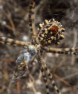 Imagem de Argiope lobata (Pallas 1772)