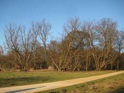 Image of Basswood