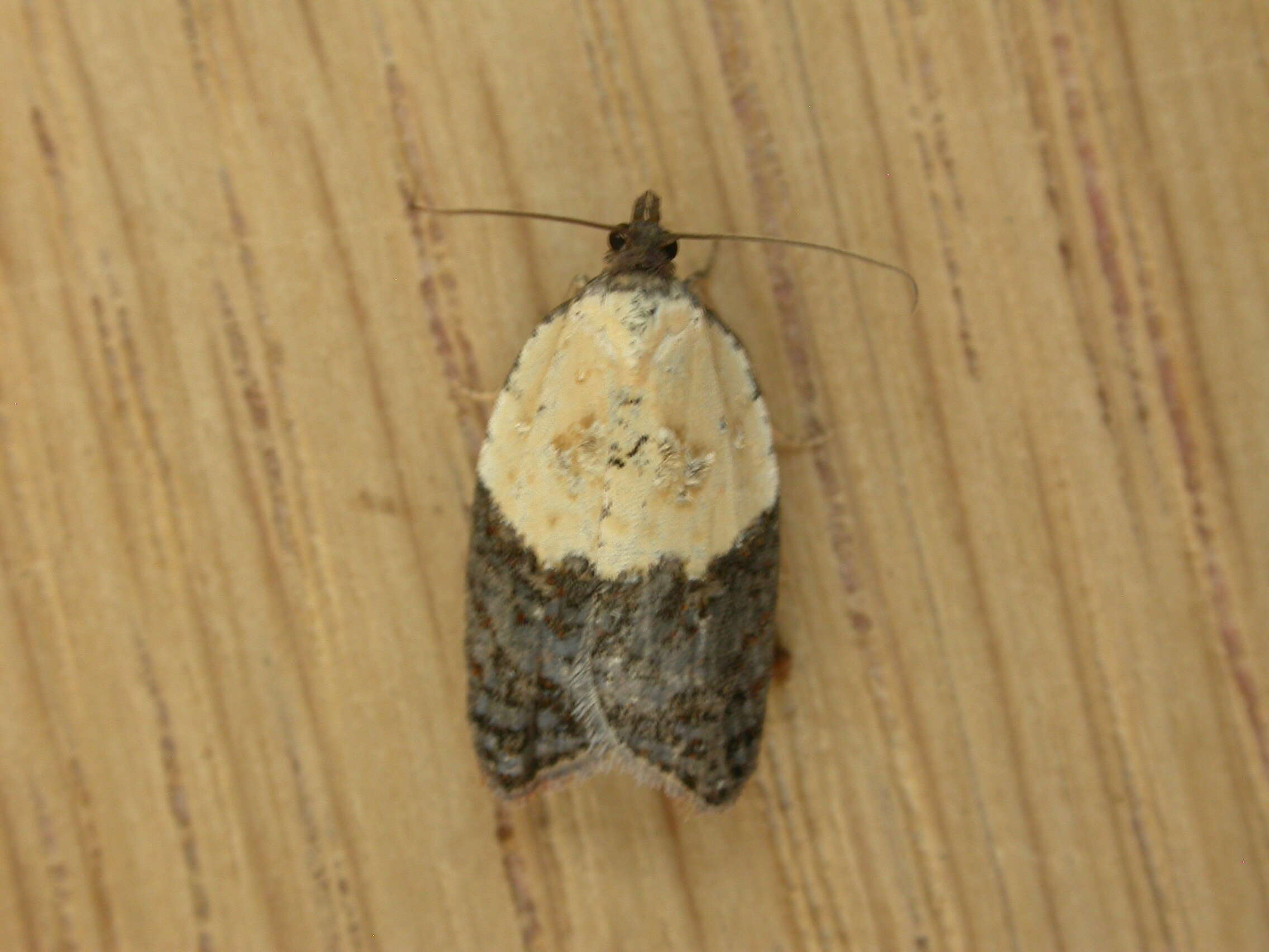 Image of fruit tortricid moth