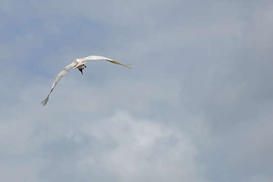 Image of Jabiru Hellmayr 1906