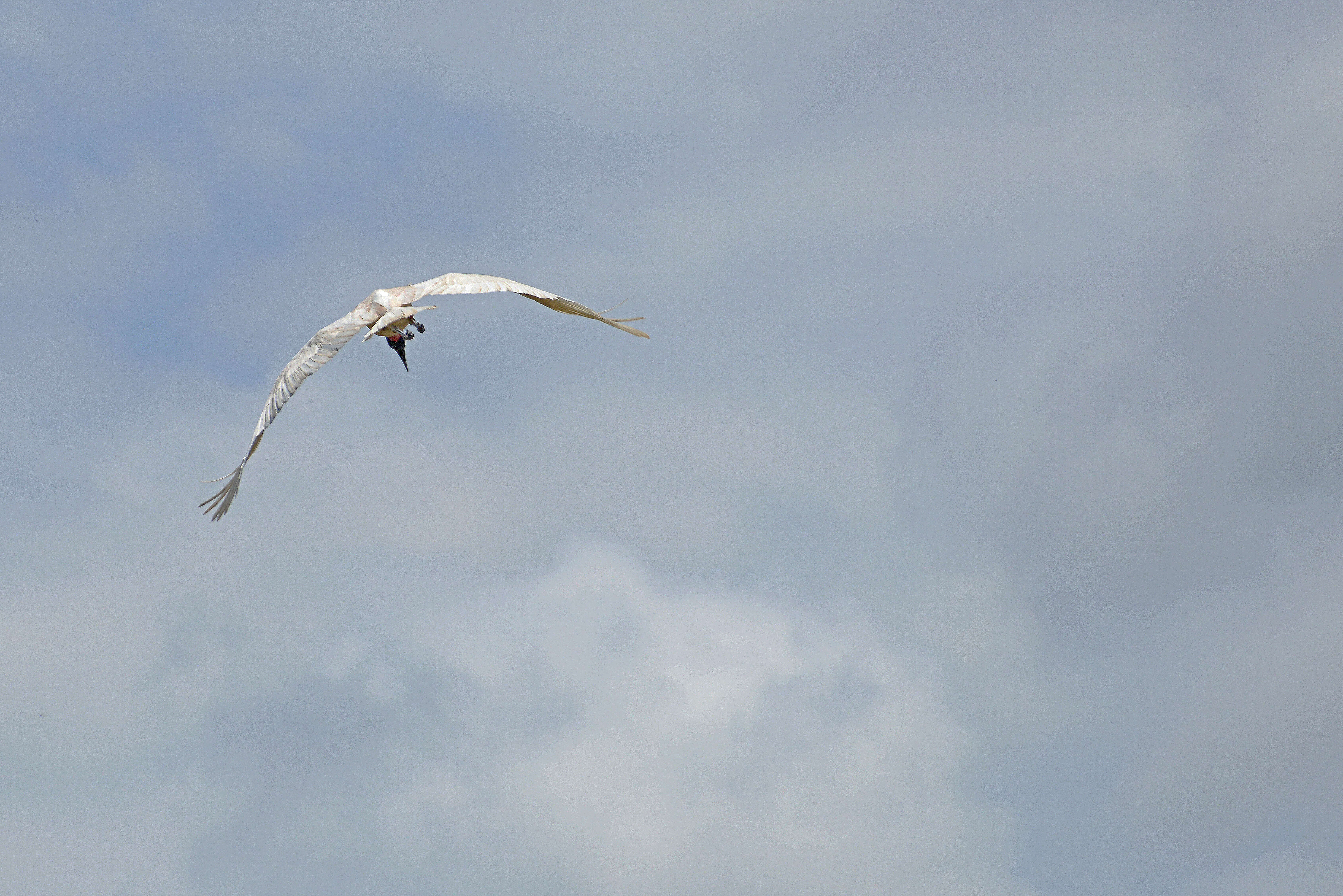 Image of Jabiru Hellmayr 1906