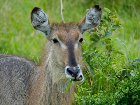 Image of Reduncinae