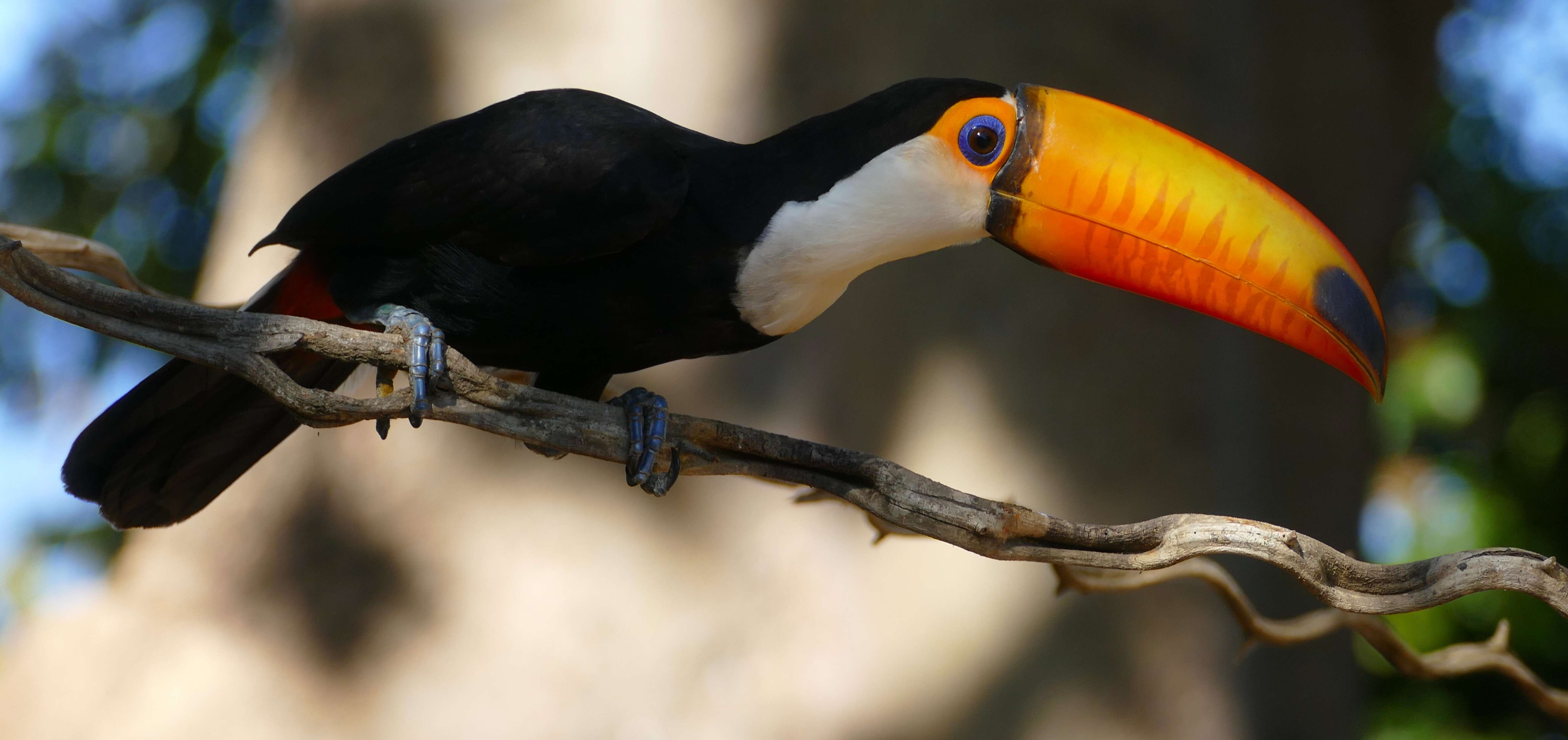 Image of Toucan Sp.