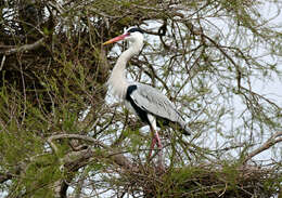 Image of Grey Heron