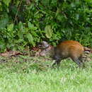 Image of Brazilian Agouti