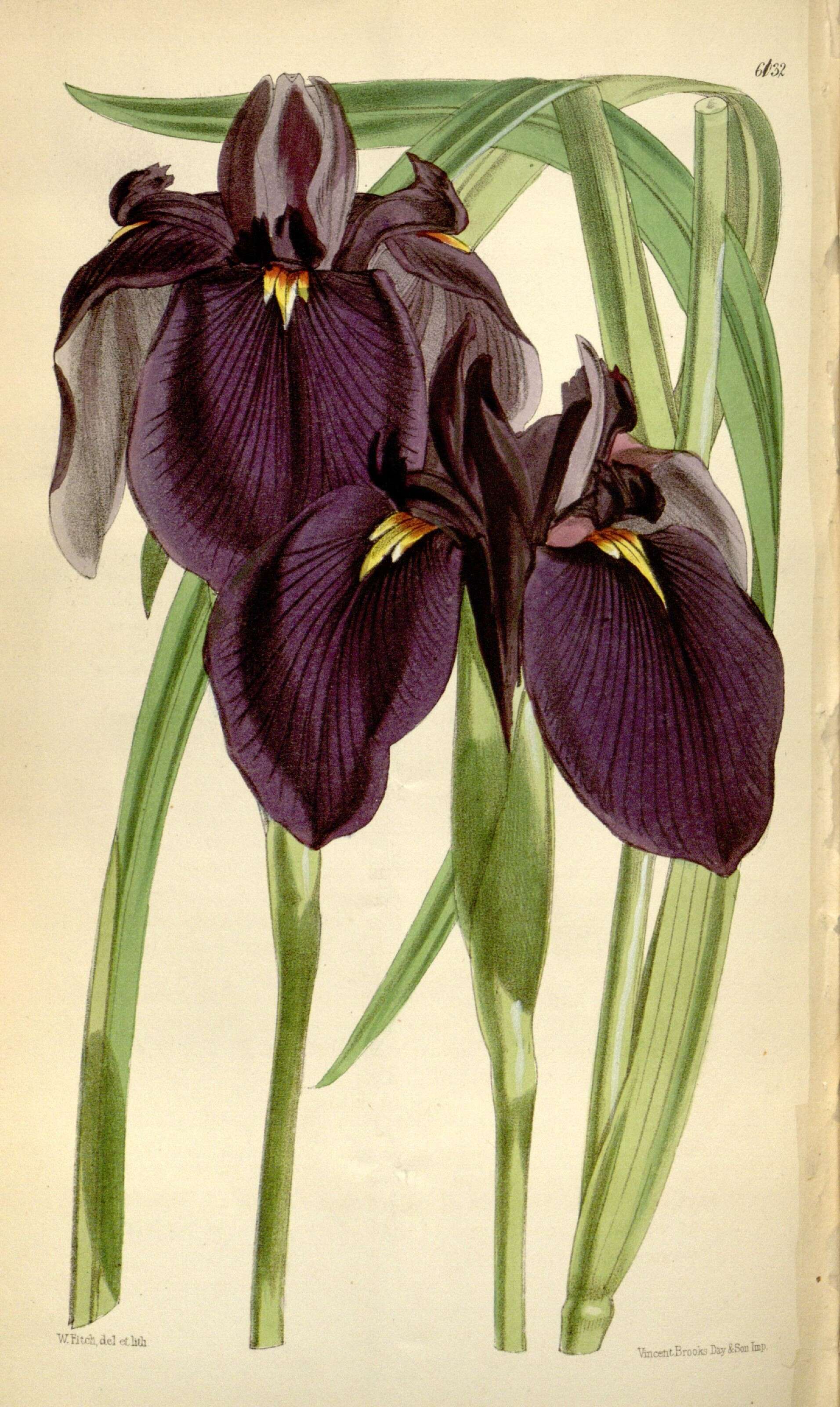 Image of rabbitear iris