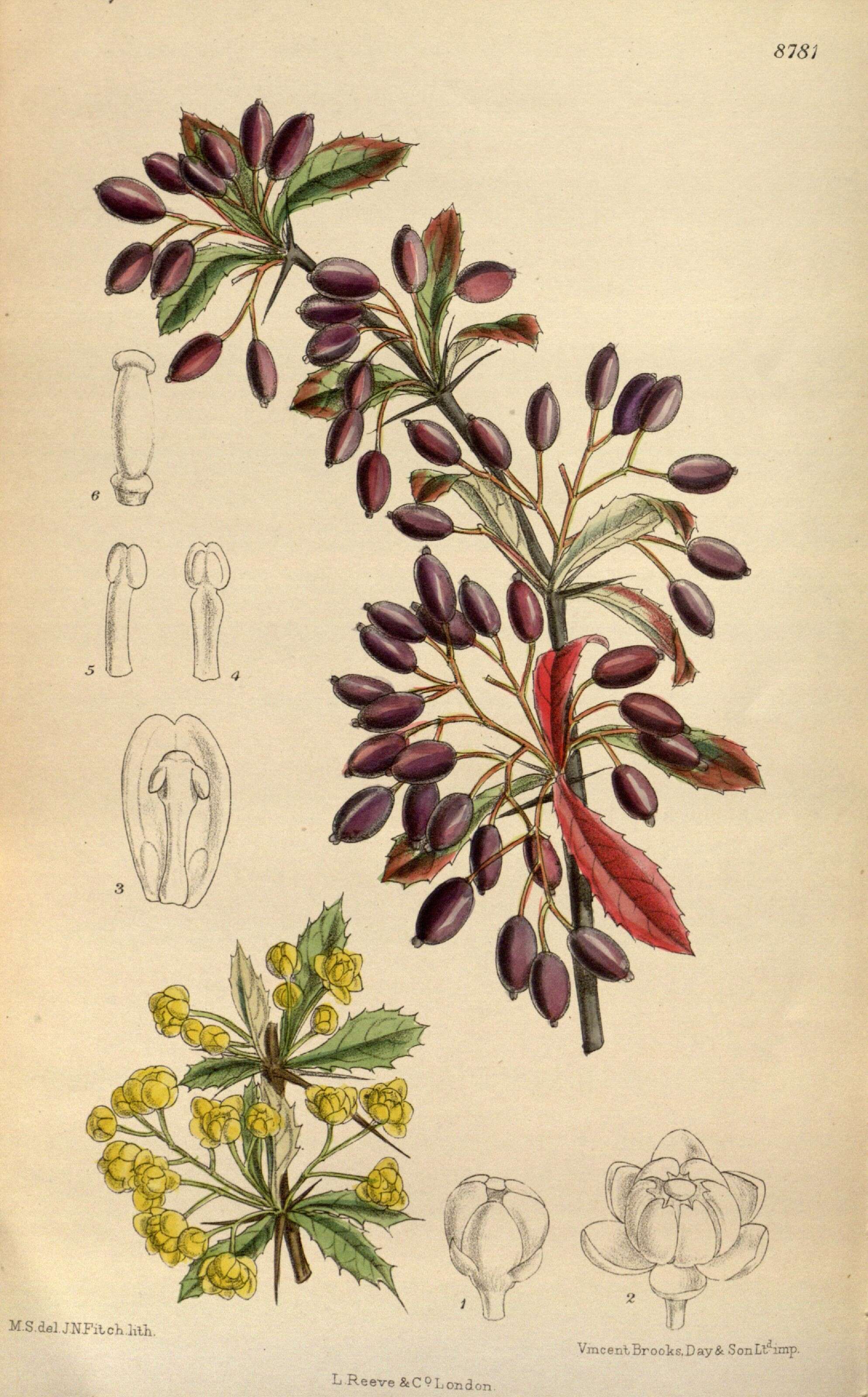 Image of Berberis beaniana C. K. Schneid.