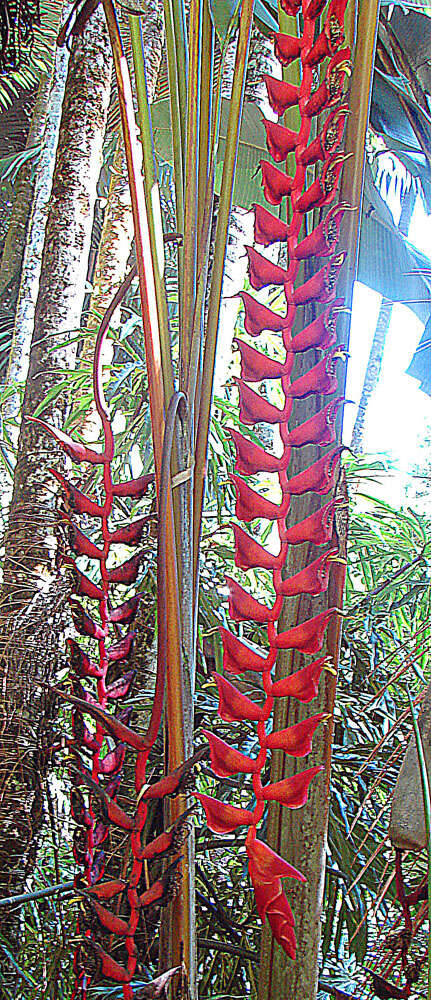 Image of Heliconia longissima Abalo & G. Morales