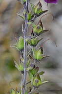 Image of purple foxglove