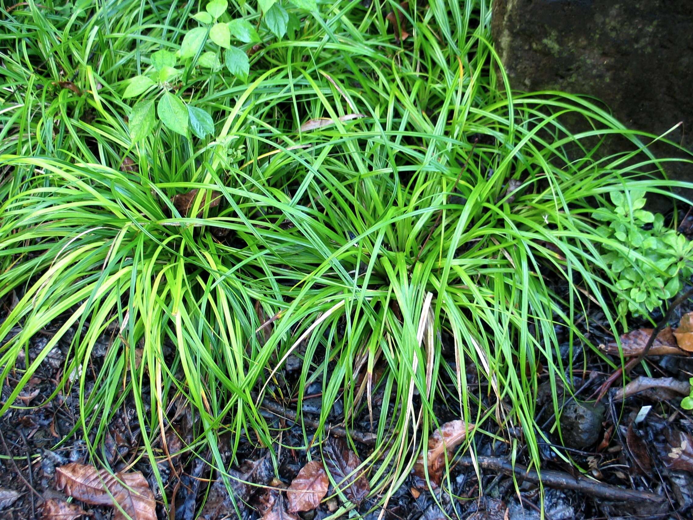 Image of Oahu Sedge