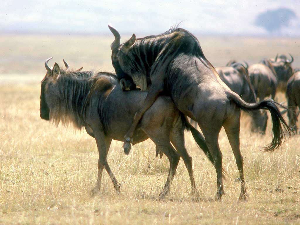 Image of wildebeest