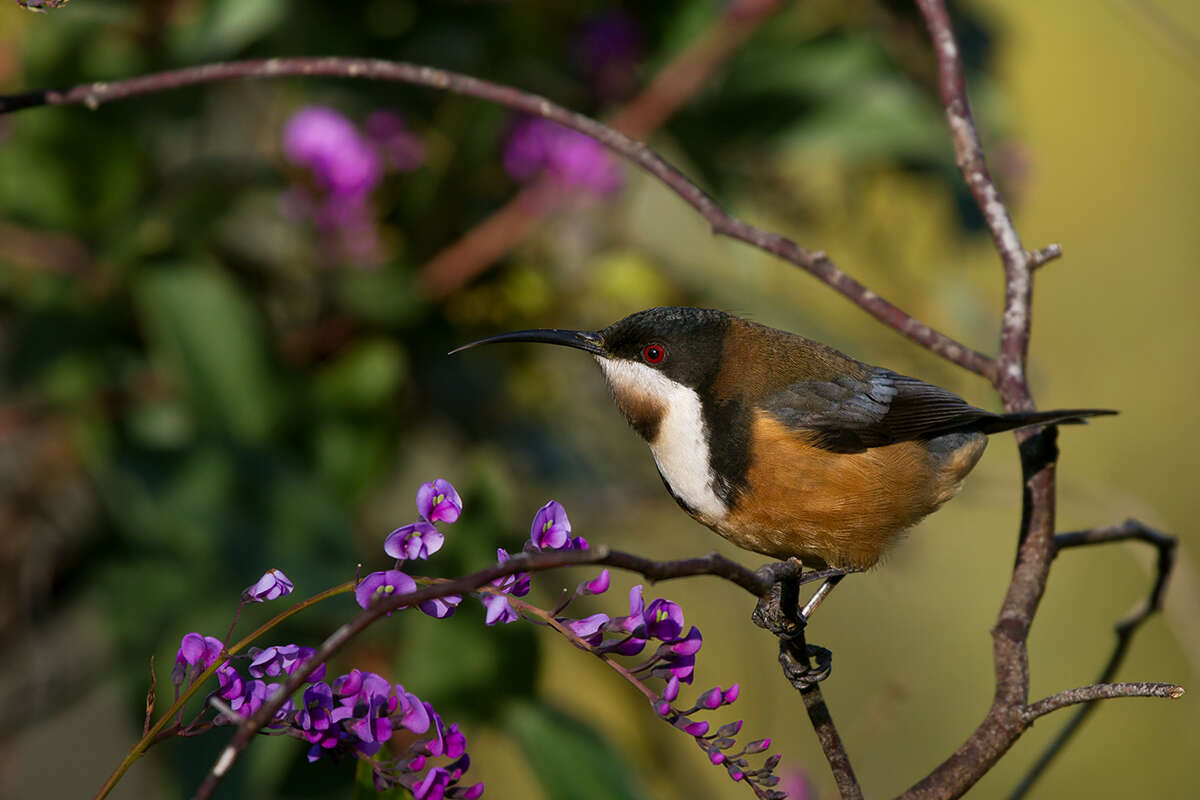 Image of Spinebill