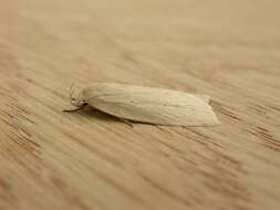Image of timber moths
