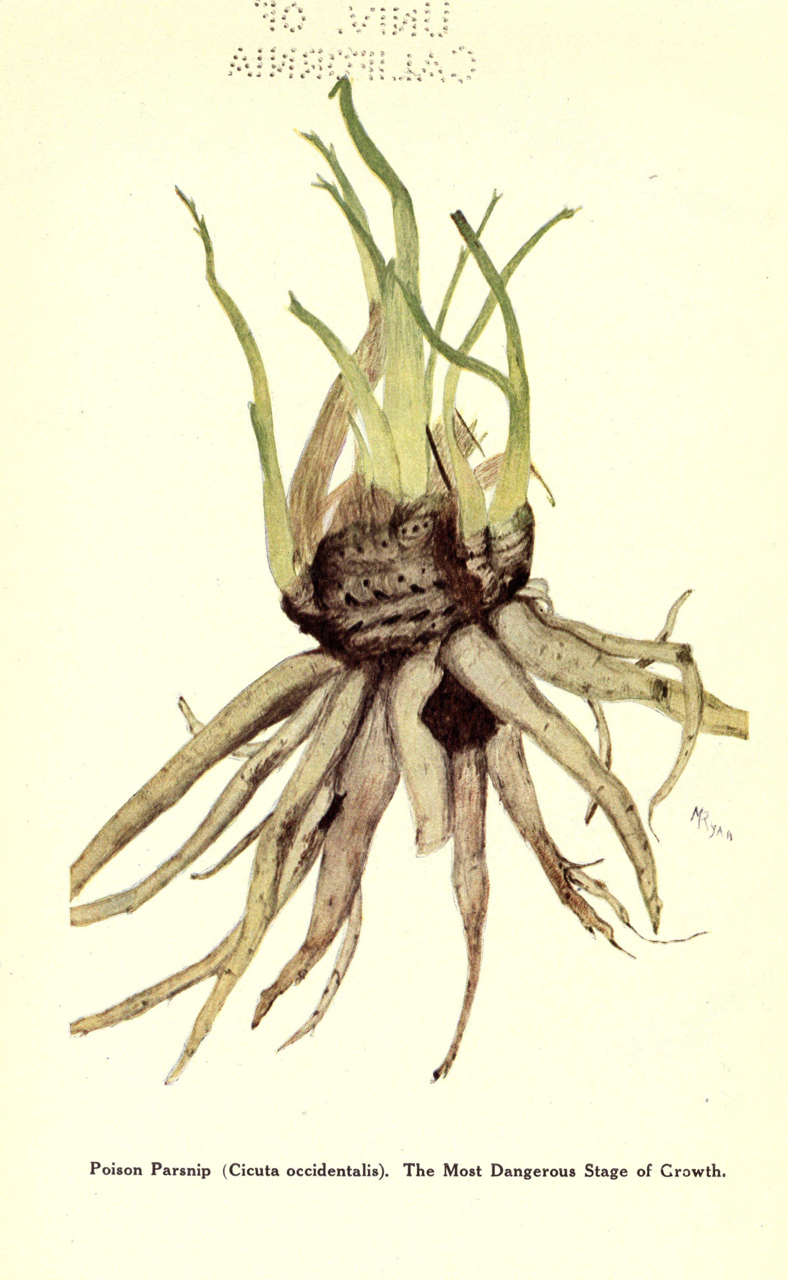 Image of Cicuta occidentalis