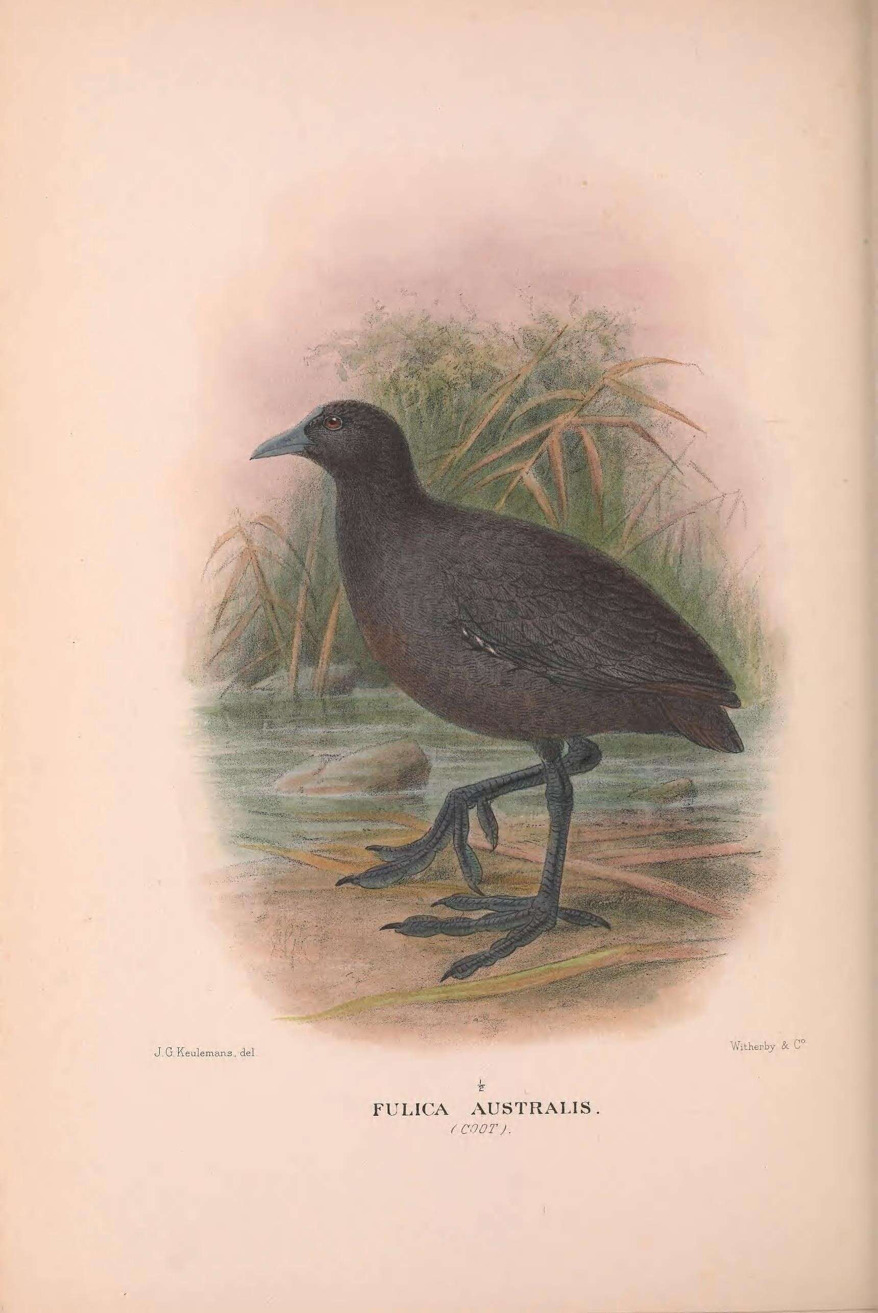 Image of Common Coot